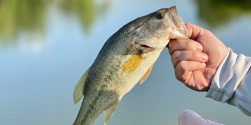 Fisherman holding bass