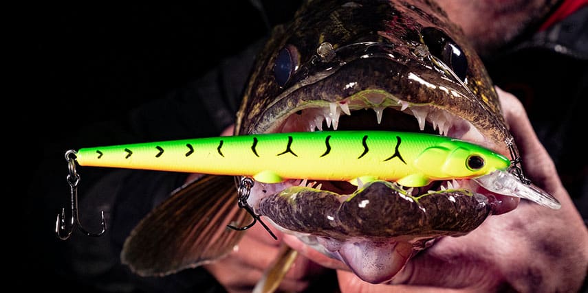 Walleye caught at night